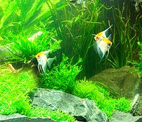 Fische sind sensibel und brauchen ein gepflegtes Zuhause Fische sind sensibel und brauchen ein gepflegtes Zuhause