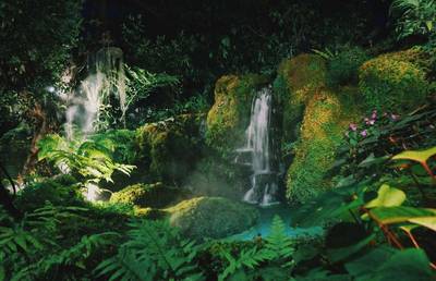 Die Tropischen Wälder - ein faszinierendes Ökosystem, das es zu schützen gilt - auch durch unser Kaufverhalten