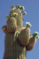 Stachelig aber mit inneren Werten - der Prickly Pear Cactus (Foto: Jill-McCoomber)