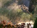 Die Swimming-Teich Brosch�re zeigt die wichtigen Herbst-Pflegema�nahmen