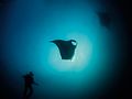 Spannende Begegnung mit Mantarochen im Gro�fisch-Revier Mozambique