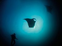 Spannende Begegnung mit Mantarochen im Großfisch-Revier Mozambique Spannende Begegnung mit Mantarochen im Großfisch-Revier Mozambique