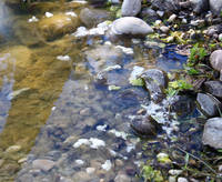 Mit den Wasserpflege-Sets von sera lässt sich das  natürliche Gleichgewicht des Algenanteils im Teich schnell und wirksam herstellen