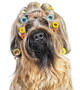 Der Relax Professional ist so sanft und leise, dass selbst Hunde und Katzen bei der Felltrocknung nichts zu maulen haben