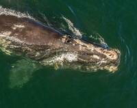 Einer der letzten etwa 360 Nordatlantischen Glattwalen. Seit Jahren kann sich die Art nicht erholen, zu viele Tiere und Kälber sterben durch Kollisionen mit Schiffen oder durch Verheddern in Fischereileinen. (c) Nich Hawkins/IFAW
