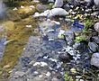 Mit den Wasserpflege-Sets von sera lässt sich das natürliche Gleichgewicht des Algenanteils im Teich schnell und wirksam herstellen Mit den Wasserpflege-Sets von sera lässt sich das natürliche Gleichgewicht des Algenanteils im Teich schnell und wirksam herstellen