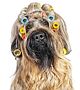 Der Relax Professional ist so sanft und leise, dass selbst Hunde und Katzen bei der Felltrocknung nichts zu maulen haben Der Relax Professional ist so sanft und leise, dass selbst Hunde und Katzen bei der Felltrocknung nichts zu maulen haben