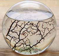 Winzige Garnelen tummeln sich in ihrer k�nstlich erzeugten Wunderwelt EcoSphere