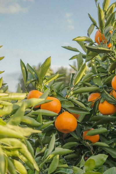Orangen sind nicht nur lecker, sondern enthalten viel Vitamin C, B-Vitamine und Kalium (Foto: Hoyoung-Choi)