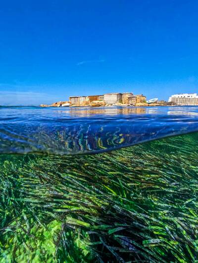 Die Unterwasser-Seegraspflanze Posidonia sorgt mit ihrer Filterfunktion für das charakteristische klare und reine Wasser rund um die Insel Formentera