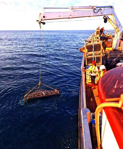 Pferdemuscheln werden auf den Meeresboden abgelassen (Foto: Doggerland Foundation)