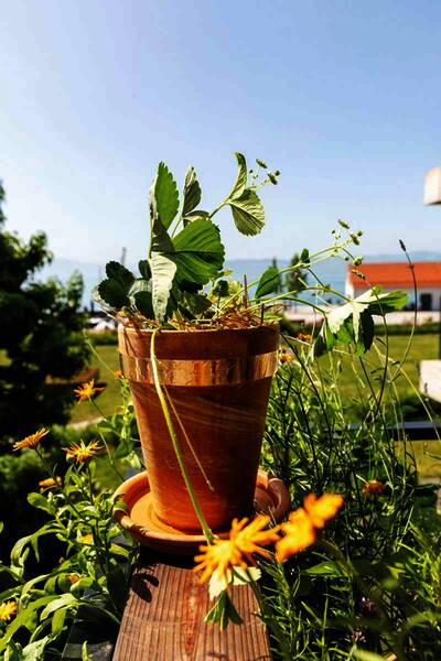 Wer frühzeitig vorsorgt - zum Beispiel mit Kupferband gegen Schnecken - kann sich auch im Hochsommer über gesunde Kräuter, knackige Salate und eine reiche Ernte freuen – und den Schnecken das Leben deutlich schwerer machen