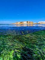 Die Unterwasser-Seegraspflanze Posidonia sorgt mit ihrer Filterfunktion für das charakteristische klare und reine Wasser rund um die Insel Formentera