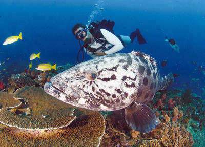 Abtauchen und faszinierende Unterwasserwelten erleben