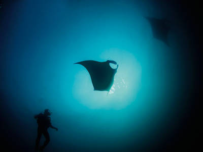 Spannende Begegnung mit Mantarochen im Großfisch-Revier Mozambique
