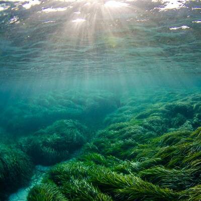 Die Seegraswiesen zwischen Formentera und Ibiza binden auf gleicher Fläche doppelt so viel CO2 als der Regenwald (Foto: Posidonia"Posidonia, copyright JOSEAN ARRIBAS)