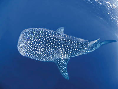 Zauberhafte Tauchgründe präsentiert der Katalog "Tauchen" von Best of Travel Group