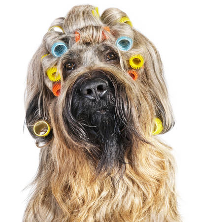 Der Relax Professional ist so sanft und leise, dass selbst Hunde und Katzen bei der Felltrocknung nichts zu maulen haben